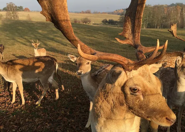 Im Naturschutzgebiet, Mit Grossem Balkon Lejlighed Templin